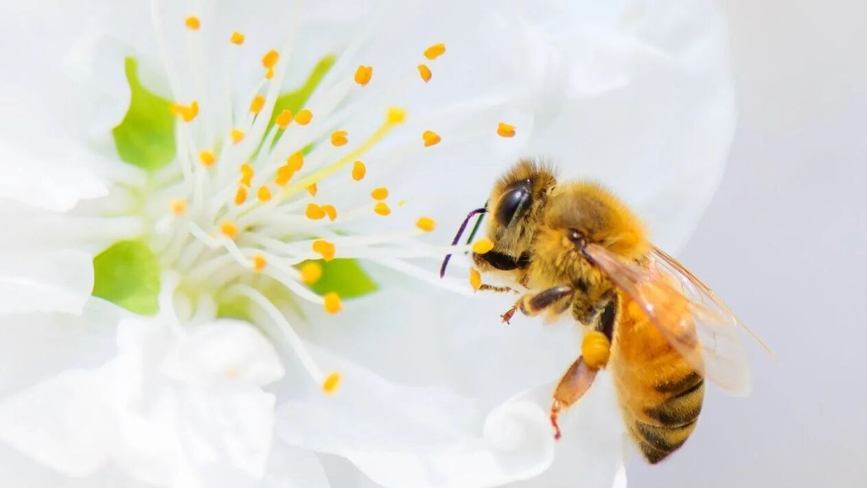 蜜蜂蜇伤后阴茎增大